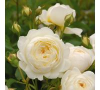 Rosier anglais 'claire austin' - rosa 'claire austin'® - pot
