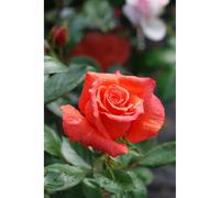 Rosier anne vanderlove ? Adaimseize' taille du pot - en pot de 5 litres