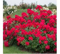 Rosier arbustif Douce Paris® 'Adaquesixel'