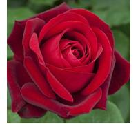Rosier arbustif Edith Piaf® 'Meiramboys'