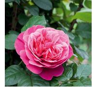 Rosier arbustif Line Renaud® 'Meiclusif'