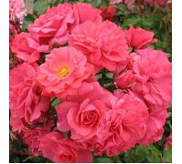 Rosier Bad Birnbach/ Bonapart pétale rose Floribunda en pot 3L