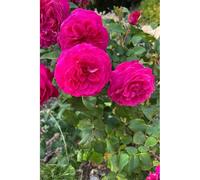 Rosier 'baronne caroline' ? Taille du pot - en pot de 4 litres