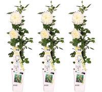 Rosier grimpant blanc - Rosa Crazy in love 'Vanilla' - ↨65cm - Ø15cm - 3 pièces