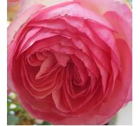 Rosier grimpant Pierre de Ronsard® 'Meiviolin' - Prêt à fleurir