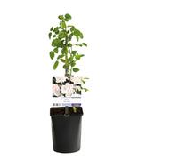Rosier grimpant - Rosa New Dawn - Fleurs Rose clair - Peu d'entretien - 2 plantes - 30-40cm - Ø10cm - Plante de jardin