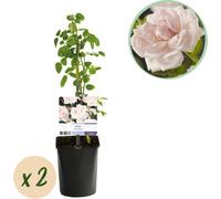 Rosier grimpant Rosa New Dawn - Rose tendre - Peu de soins - 2 Plantes - H11cm x 40cm - Roses parfumées et résistantes pour jardin & terrasse