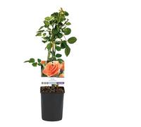 Rosier grimpant - Rosa Orange Climber - Fleur Orange - Peu d'entretien - 2 plantes - 30-40cm - Ø10cm - Plante de jardin