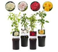 Rosier grimpant - Rosa Rainbow - Fleurs roses, blanches, jaunes, rouges - Peu d'entretien - 4 plantes - 30-40cm - Ø10cm - Plante de jardin