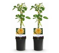 Rosier grimpant - Rosa Spring Queen - Fleur jaune - Peu d'entretien - 2 plantes - 30-40cm - Ø10cm - Plante de jardin