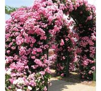 Rosier grimpant rose - Rosier grimpant rustique et parfumé - Plante grimpante de qualité supérieure pour conteneur - 300 graines