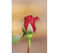 Rosier hameau dub uf ? Ordassac' taille du pot - en pot de 5 litres