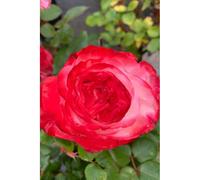 Rosier 'la garçonne' ? Taille du pot - en pot de 5 litres