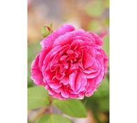 Rosier 'line renaud ?' taille du pot - en pot de 5 litres