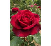 Rosier meilland ? 'botero' taille du pot - en pot de 5 litres