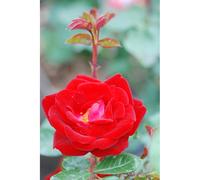 Rosier meilland 'coluche ?' taille du pot - en pot de 5 litres