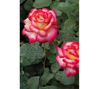 Rosier meilland 'leo ferre' ? Taille du