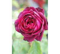 Rosier parfuma 'madame de montespan' ? Taille du pot - en pot de 4 litres