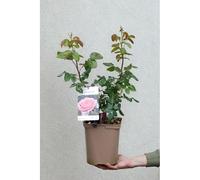 Rosier paris eiffel jumping ? Taille du pot - en pot de 5 litres