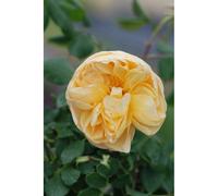 Rosier roald dahl ? Ausowish' taille du