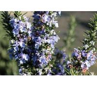 Rosmarinus off. 'Prostratus' - Romarin 20-30 cm - Pot