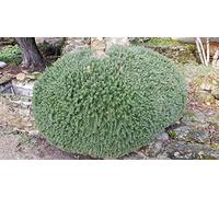 Rosmarinus officinalis 'Pointe du raz' / Romarin rampant/Conteneur de 3 à 4 litres/Aromatique