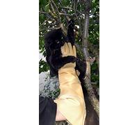 ROSTAING ANIMALYS Gants Protection Cuir Anti-Morsure Griffure Animaux | Cuir renforcé, morsures et griffures animaux non venimeux, chiens chats NAC, refuge, vétérinaire