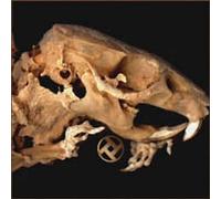 Rot in Hell - As Pearls Before Swine [Import]