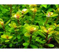 Rotala Indica - 5 x Bunch - Plante Vivante Aquarium