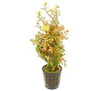 Rotala rotundifolia 'Orange Juice' - 1 Bouquet - Live Plante pour Aquarium