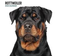 Rottweiler Calendrier moderne 2026