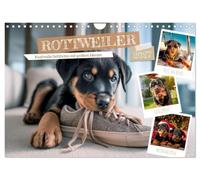 Rottweiler - Kraftvolle Gefährten mit großem Herzen (Wandkalender 2027 DIN A4 quer), CALVENDO Monatskalender: Treue Begleiter durchs ganze Jahr