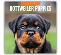 Rottweiler Puppies 2027 Square Wall Calendar
