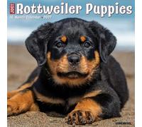 Rottweiler Puppies 2027 Wall
