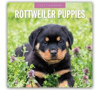 Rottweiler Puppies - Rottweiler Welpen 2025 - 16-Monatskalender: Original Red Robin Publishing Ltd-Kalender [Mehrsprachig] [Kalender]