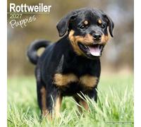 Rottweiler Puppies SS W