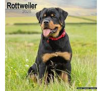 Rottweiler - Rottweiler 2025 - 16-Monatskalender