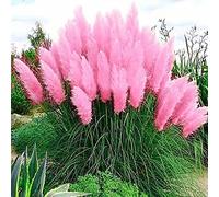 Rotyroya 200 Pcs Cortaderia Selloana Graines, Pampa Herbe Jardin Plante Ornementale Décor À La Maison Rose Graines de Cortaderia Selloana
