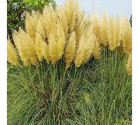 Rotyroya 200 Pcs Cortaderia Selloana Graines, Pampa Herbe Jardin Plante Ornementale Décor À La Maison Jaune Graines de Cortaderia Selloana