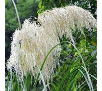 Rotyroya 200 Pcs Cortaderia Selloana Graines, Pampa Herbe Jardin Plante Ornementale Décor À La Maison Blanc Graines de Cortaderia Selloana