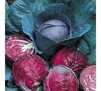 Rouge Drumhead Chou 150 graines - Heirloom - Veggie