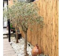 Rouleau de bambou Tonkin brut 180 x100 cm (clôture en bambou)