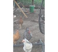 Rouleau de grillage soudé en acier inoxydable robuste pour cage de jardin, barrière durable pour poules et chiens (1 x 20 m)