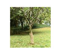 vidaXL Rouleau de jute 0,5 x 10 m – 100 % jute, 200 g/m²