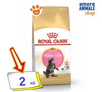 Royal Canin Chat FBN Kitten Maine Coon Nourriture Sèche Pour Chats 2 Kg