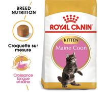 Royal Canin Maine Coon Chaton Croquettes Pour Chat 10kg