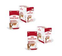 Royal Canin Medium Ageing 10+ | Pack Double | 2 x 10 x 140 g | Nourriture Humide pour Chiens de Taille Moyenne (11 à 25 kg) | A partir de 10 Ans | pour favoriser Le vieillissement en Bonne santé