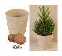 Royal Gardineer Kit de culture pour sapin de Noël avec 10 graines