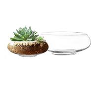 Royal Imports Lot de 2 vases en Verre pour Terrarium, Plantes Grasses, Affichage hydroponique, Bougies flottantes, Centre de Table décoratif pour la Maison ou Le Mariage, Lot de 2, Transparent