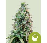 Royal Queen Seeds Graines De Amnesia Haze Auto 5 Pièces